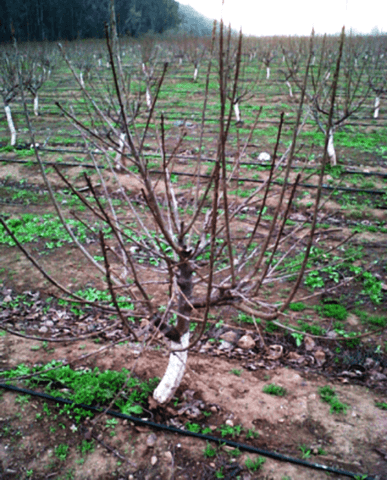 How to cut a peach in autumn: a diagram