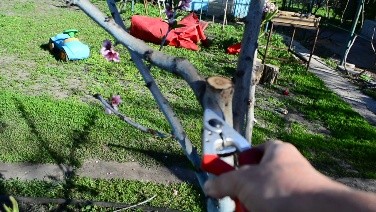 How to cut a peach in autumn: a diagram