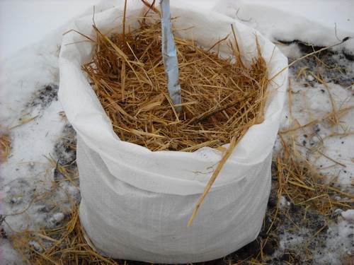 How to cut a pear in the fall: a scheme, preparation for winter in Siberia, Moscow region