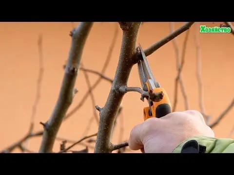 How to cut a pear in the fall: a scheme, preparation for winter in Siberia, Moscow region