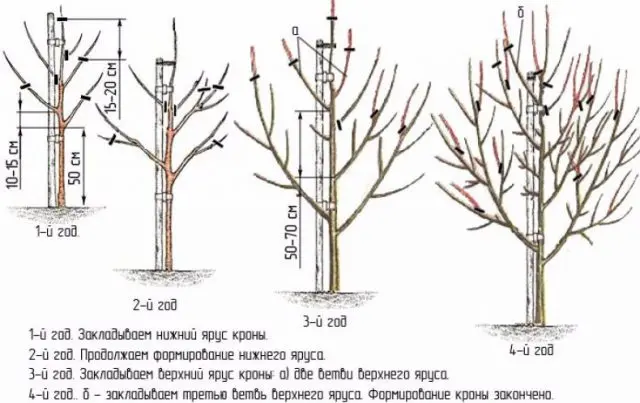 How to cut a pear in the fall: a scheme, preparation for winter in Siberia, Moscow region