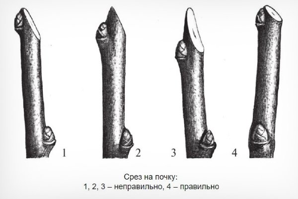 How to cut a pear in the fall: a scheme, preparation for winter in Siberia, Moscow region