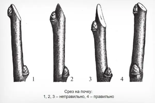 How to cut a pear in the fall: a scheme, preparation for winter in Siberia, Moscow region