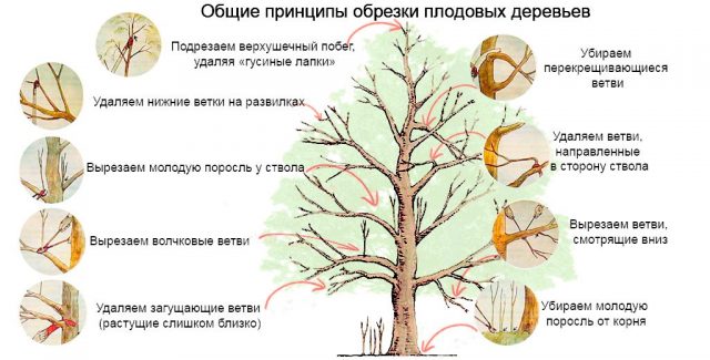 How to cut a pear in the fall: a scheme, preparation for winter in Siberia, Moscow region