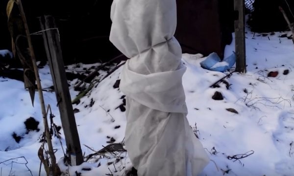 How to cut a pear in the fall: a scheme, preparation for winter in Siberia, Moscow region