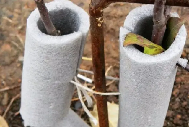 How to cut a pear in the fall: a scheme, preparation for winter in Siberia, Moscow region