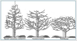 How to cut an apricot and form a crown: tree care