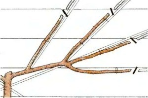 How to cut an apricot and form a crown: tree care