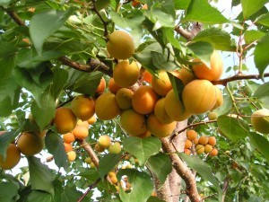 How to cut an apricot and form a crown: tree care