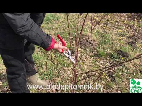 How to cut an apricot and form a crown: tree care