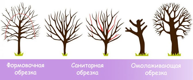 How to cut an apricot and form a crown: tree care