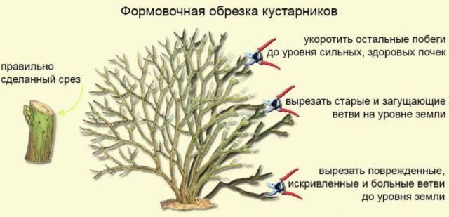 How to cut and shape a wild rose: in spring, summer, autumn