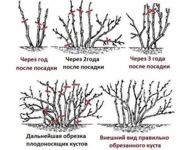 How to cut and shape a wild rose: in spring, summer, autumn