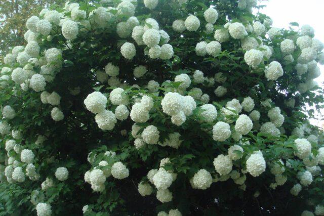 How to cut and shape viburnum bulldenezh in spring, autumn