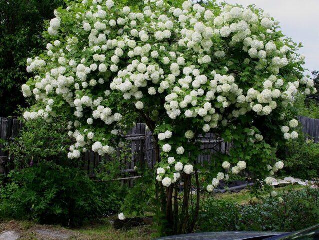 How to cut and shape viburnum bulldenezh in spring, autumn