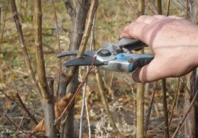 How to cut and shape viburnum bulldenezh in spring, autumn