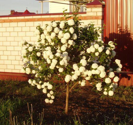 How to cut and shape viburnum bulldenezh in spring, autumn