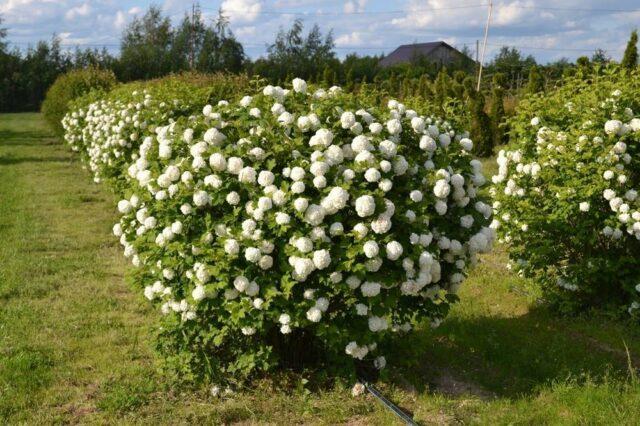 How to cut and shape viburnum bulldenezh in spring, autumn