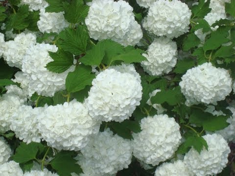 How to cut and shape viburnum bulldenezh in spring, autumn