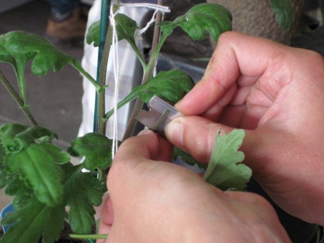 How to cut chrysanthemums in spring