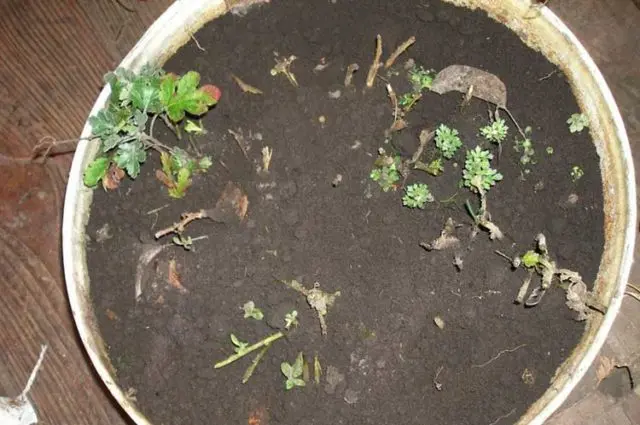 How to cut chrysanthemums in spring