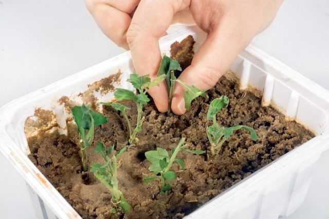 How to cut chrysanthemums in spring