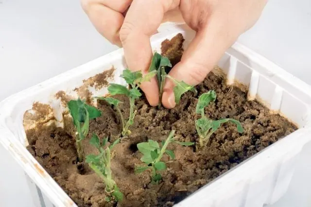 How to cut chrysanthemums in spring