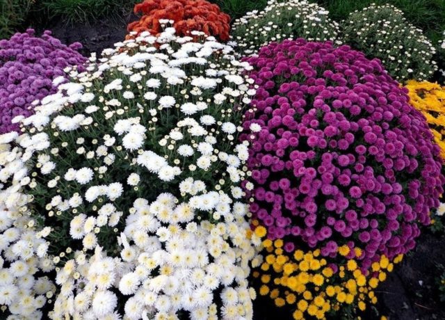 How to cut chrysanthemums in spring