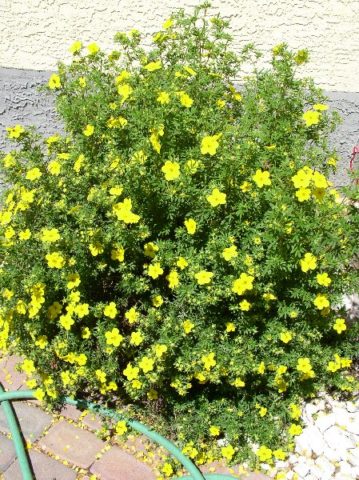 How to cut cinquefoil (Kuril tea) in autumn, spring, timing, bush formation