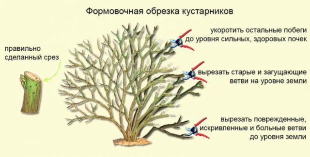 How to cut cinquefoil (Kuril tea) in autumn, spring, timing, bush formation