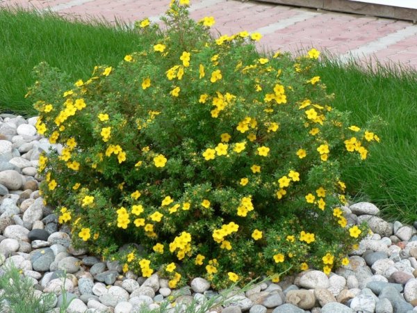 How to cut cinquefoil (Kuril tea) in autumn, spring, timing, bush formation