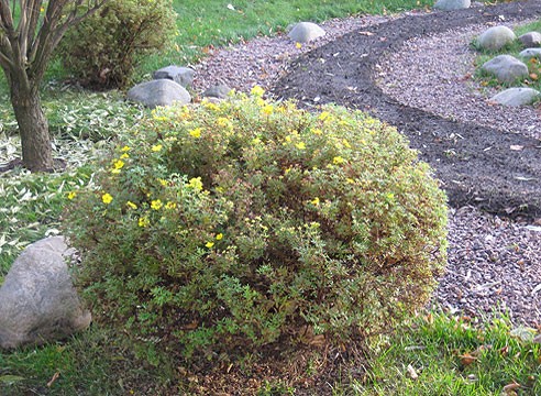 How to cut cinquefoil (Kuril tea) in autumn, spring, timing, bush formation