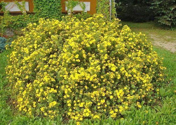 How to cut cinquefoil (Kuril tea) in autumn, spring, timing, bush formation