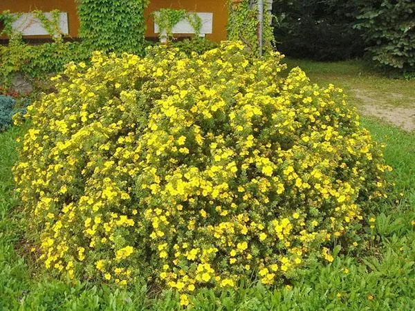 How to cut cinquefoil (Kuril tea) in autumn, spring, timing, bush formation