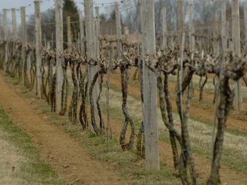 How to cut grapes for the winter in a video