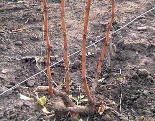 How to cut grapes for the winter in a video