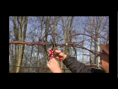 How to cut grapes for the winter in a video