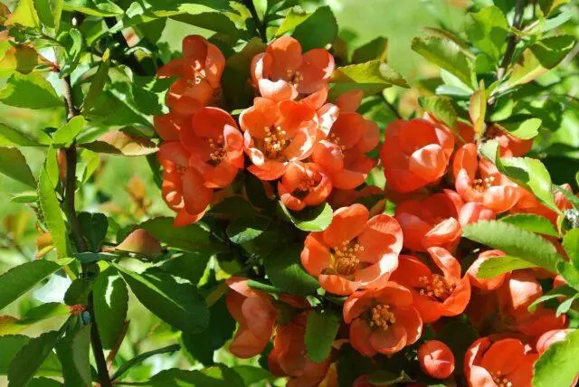 How to cut, shape Japanese (henomeles) quince: in autumn, spring, summer