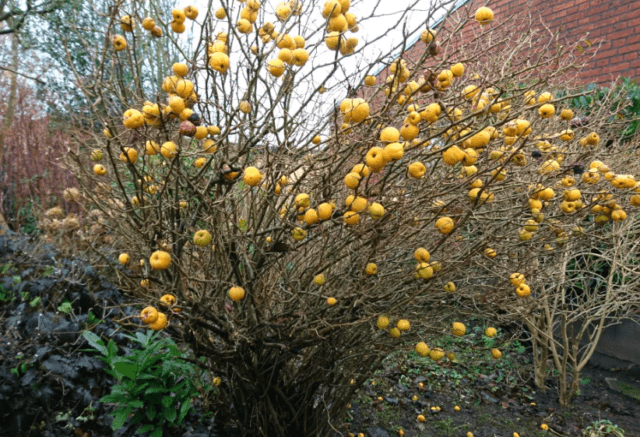 How to cut, shape Japanese (henomeles) quince: in autumn, spring, summer