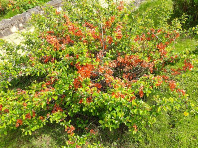 How to cut, shape Japanese (henomeles) quince: in autumn, spring, summer