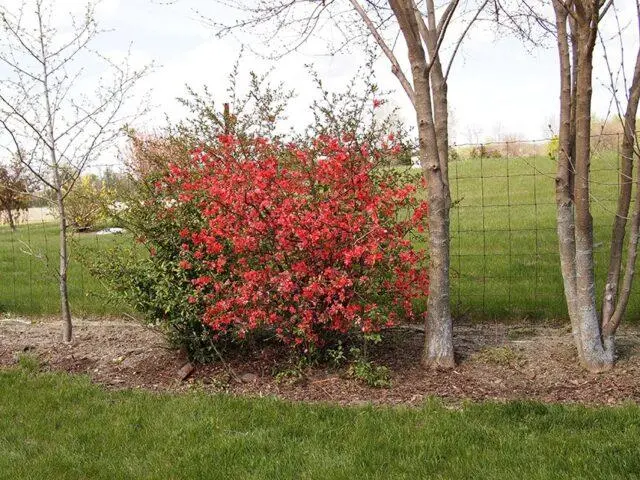 How to cut, shape Japanese (henomeles) quince: in autumn, spring, summer