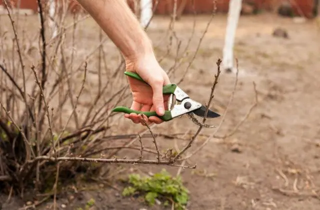 How to cut, shape Japanese (henomeles) quince: in autumn, spring, summer