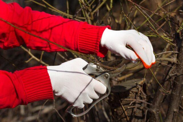 How to cut, shape Japanese (henomeles) quince: in autumn, spring, summer