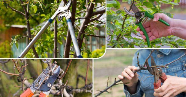 How to cut, shape Japanese (henomeles) quince: in autumn, spring, summer