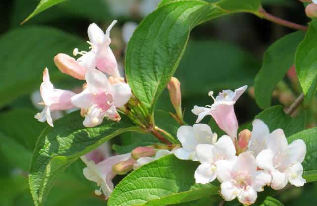 How to cut weigela: in spring, summer, after flowering, schemes, terms