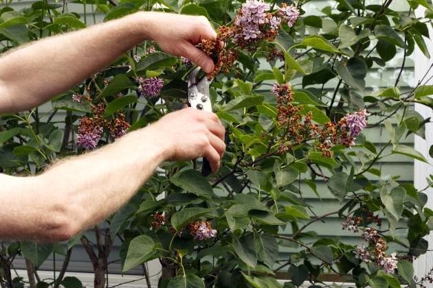 How to cut weigela: in spring, summer, after flowering, schemes, terms