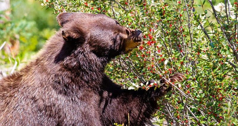 How to deal with a bear in a garden or plot