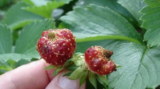 How to deal with a nematode on strawberries in autumn, spring, summer