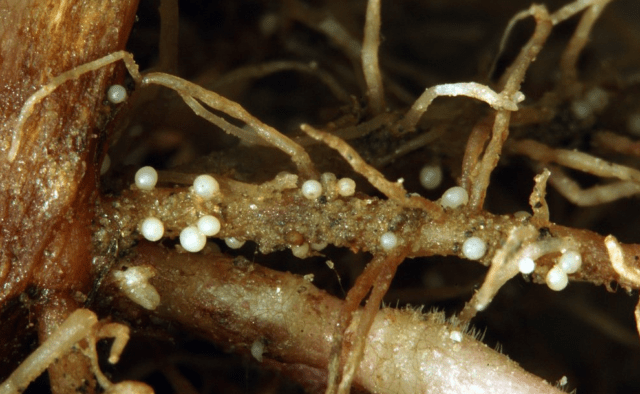 How to deal with a nematode on strawberries in autumn, spring, summer