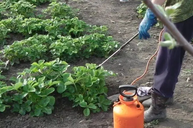 How to deal with a nematode on strawberries in autumn, spring, summer